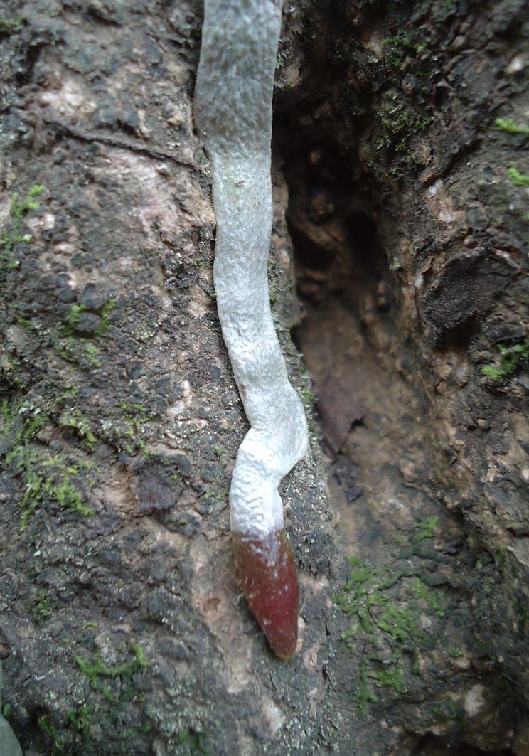 Image: Wikimedia Commons.