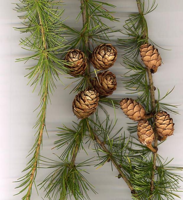 Image: Wikimedia Commons.