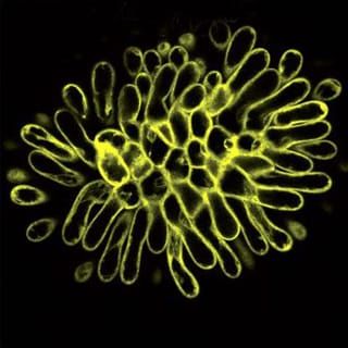 Cryptic refugia of Cryptomeria japonica in last glacial maximum