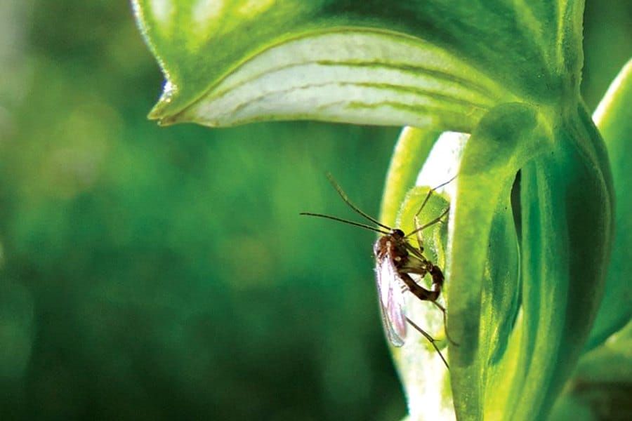 Male fungus gnat (genus Mycomya) showing copulatory behaviour with the labellum of Pterostylis sanguinea. Photograph by R. D.