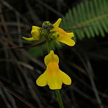 Evolution of genome size and chromosome numbers in Genlisea