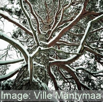 Freezing-related CO2 bursts reduce winter embolism