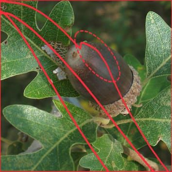 Stress tolerance of recalcitrant embryonic axes of Quercus