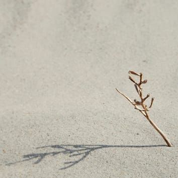 Diversification and evolution of dispersal ability in Brassiceae