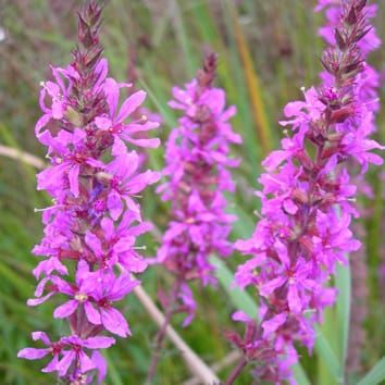 Increased competitive ability in an invasive plant