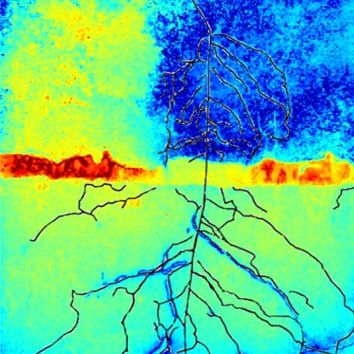 Multi-imaging approach to study the root–soil interface