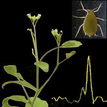 Aphid repellence in arabidopsis over-expressing FPS2