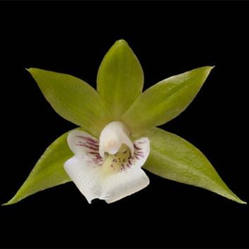 Phylogenetic relationships in Epidendroideae (Orchidaceae)
