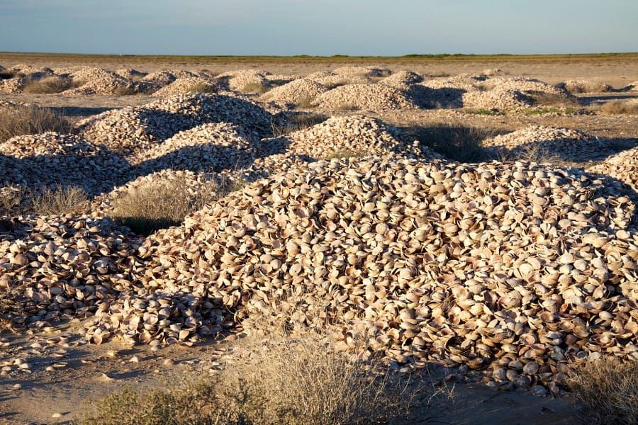 Clam shell midden