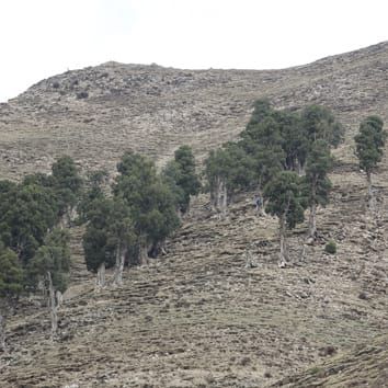 Rain as a trigger for xylogenesis in Juniperus