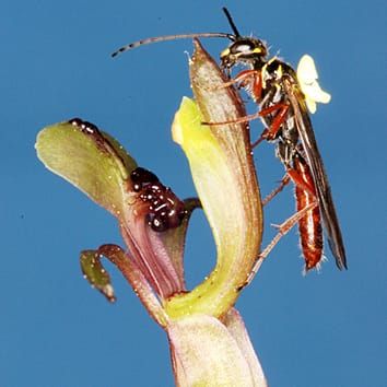 UV-B and synthesis of chiloglottone floral volatiles