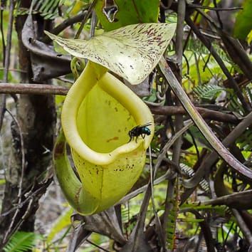 Fluid properties influence diet in Nepenthes pitcher plants