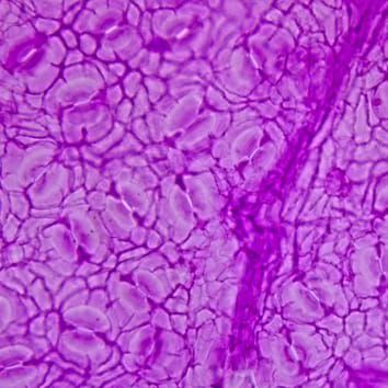 Positive pCO2–stomatal frequency relationship in Quercus