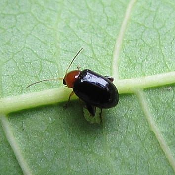 Extrafloral nectar and above- and below-ground herbivory