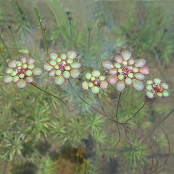 Sediment seed banks in freshwater sandstone rock pools