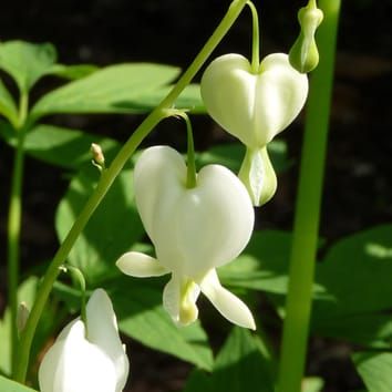 Zygomorphy evolved from disymmetry in Fumarioideae