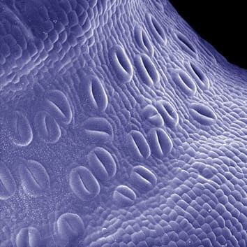 Stomata and atmospheric CO2 in bryophytes