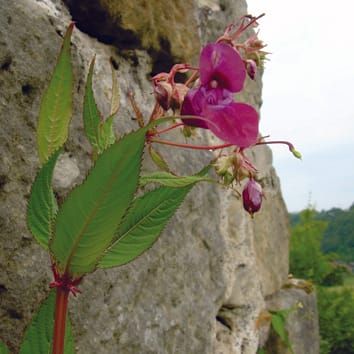 Competition among native and invasive Impatiens species: the roles of environmental factors, population density, and life stage