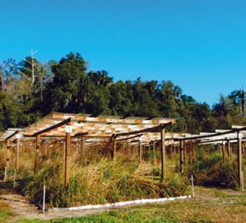 Improving methods to evaluate the impacts of plant invasions: Lessons from 40 years of research