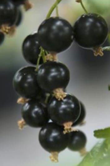 Winter warming delays dormancy release, advances budburst, alters carbohydrate metabolism and reduces yield in a temperate shrub