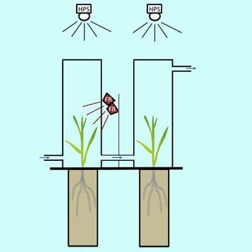 Light quality, volatile emissions and plant–plant interactions