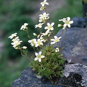 Divergent selection along climatic gradients in a rare endemic