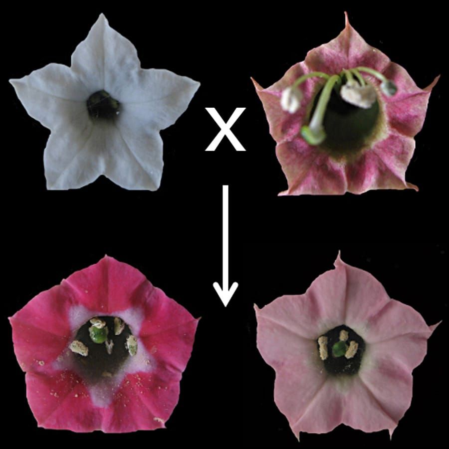 Floral colour evolution in Nicotiana polyploids