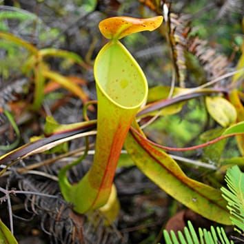 The cost–benefit model for botanical carnivory (Review)