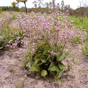 Endogenous hormones and fructan metabolism in Chrysolaena