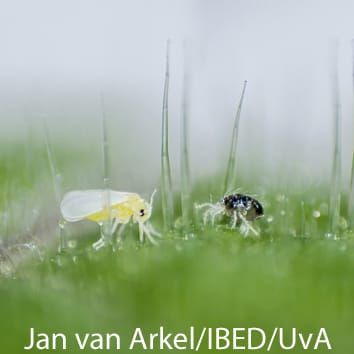 Induction and suppression of plant defences (Invited Review)