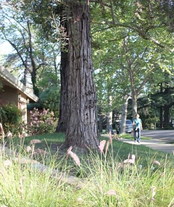 Investigating the impacts of recycled water on a long-lived conifer