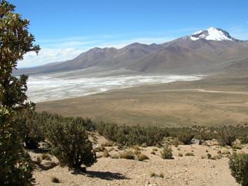 Photosynthetic responses of trees in high-elevation forests: Comparing evergreen species along an elevation gradient in the Central Andes