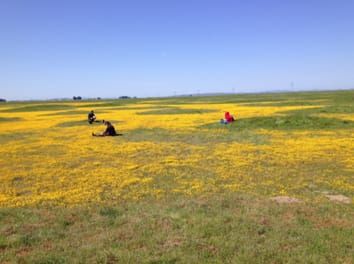 Plant communities in harsh sites are less invaded: a summary of observations and proposed explanations