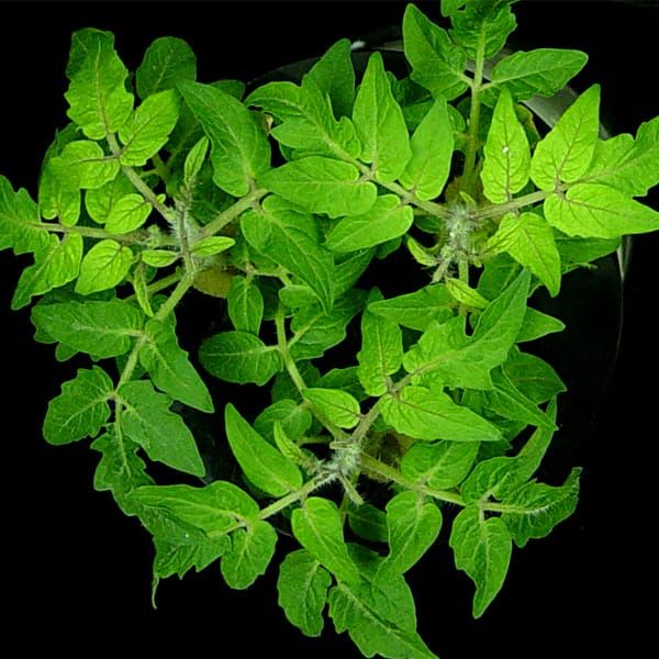 SlbHLH068 is involved in iron homeostasis in tomato