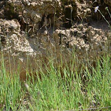 Orinus as a case study for species delimitation in plants