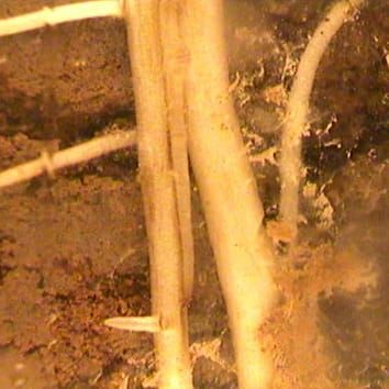 Root growth dynamics linked to above-ground growth