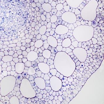 Lysigenic PCD and schizogenously formed aerenchyma