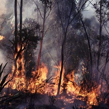 Intra-population variation in physical dormancy