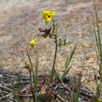 Genetics of leaf shape diversity in a Mimulus species complex