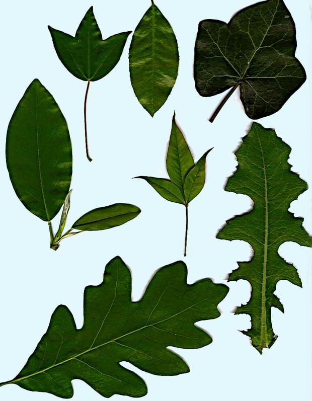 Image: Wikimedia Commons.