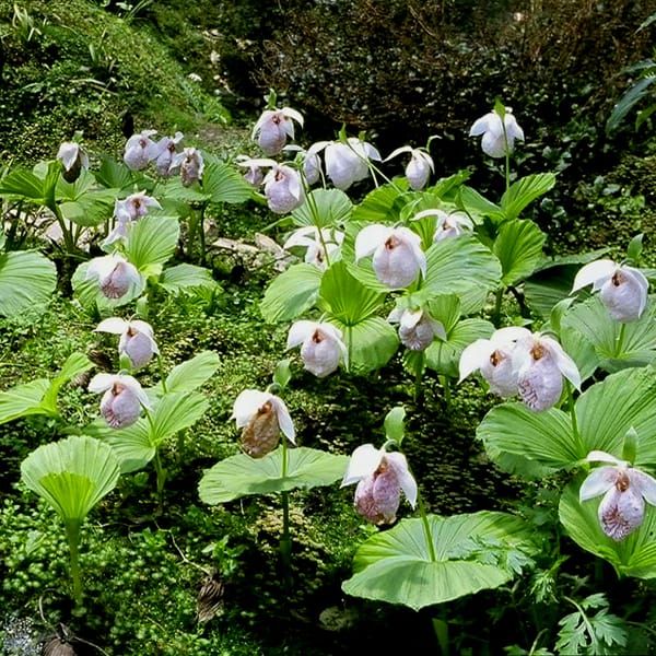 Abscisic acid and seed development in a lady’s slipper orchid