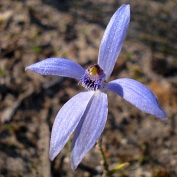 Mycorrhizal fungi and distribution of specialized orchids