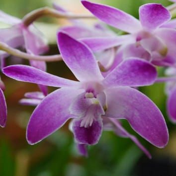 Evolution of reproductive isolation in Dendrobium