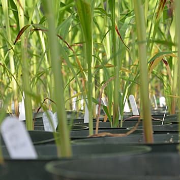 Polyphyletic relationships in Sorghum