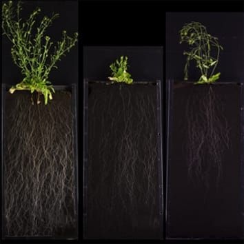 Arabidopsis semi-dwarf root systems and gibberellin biosynthesis