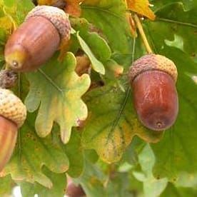 Global 5-methylcytosine alterations in DNA during ageing of seeds