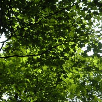 A synthesis of manganese phytotoxicity (Review)