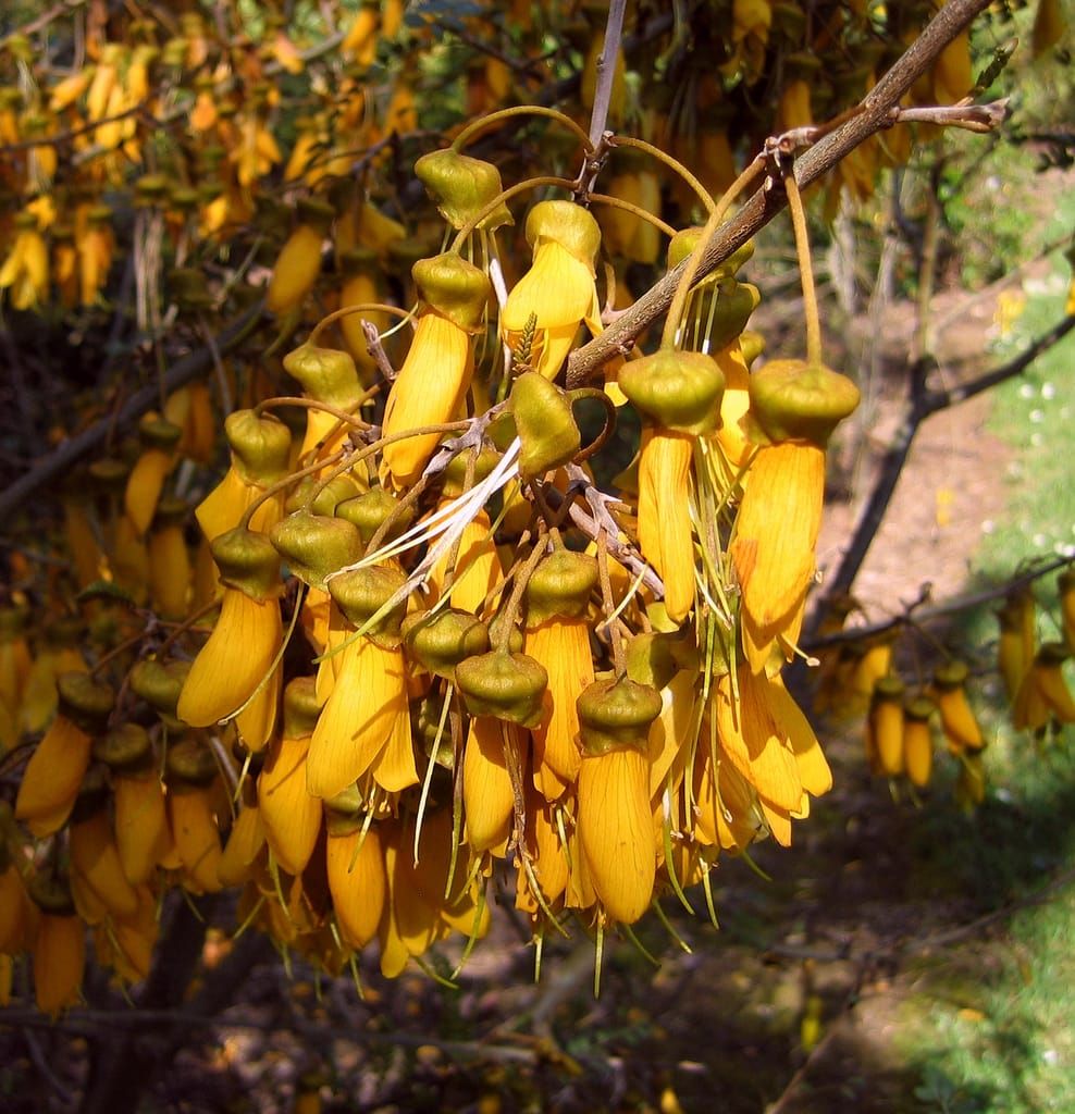 Kowhai photos