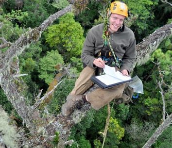 Changes in the distribution of mechanically dependent plants along a gradient of past hurricane impact