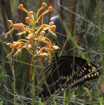 Orchid–pollinator interactions and potential vulnerability to biological invasion